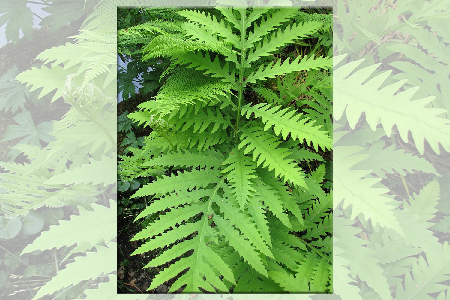 Onoclea sensibilis- Sensitive Fern Suffolk Long Island Landscaper SuffolkHydroseeding.com 
